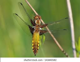 Attēlu rezultāti vaicājumam “Libellula depressa female”