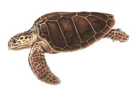 Image result for Caretta caretta