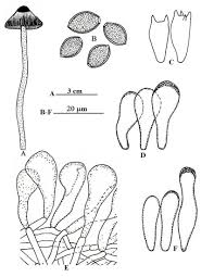Attēlu rezultāti vaicājumam “Bolbitius vitellinus”