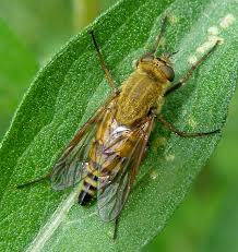 Attēlu rezultāti vaicājumam “Therevidae”