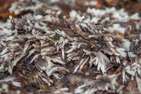 Attēlu rezultāti vaicājumam “Thelephora penicillata”