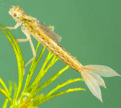 Attēlu rezultāti vaicājumam “Ischnura pumilio”