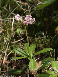 Attēlu rezultāti vaicājumam “Chimaphila umbellata flower”