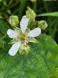 Attēlu rezultāti vaicājumam “Rubus plicatus flower”