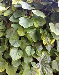 Attēlu rezultāti vaicājumam “Menispermum dauricum leaf”