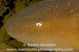 Image result for Ginglymostoma cirratum