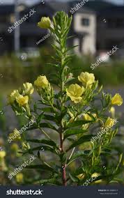 Attēlu rezultāti vaicājumam “Onagraceae”