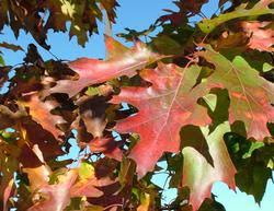 Attēlu rezultāti vaicājumam “Quercus rubra”