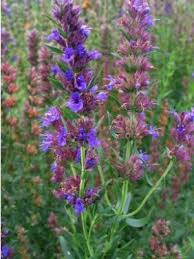 Image result for Hyssopus officinalis