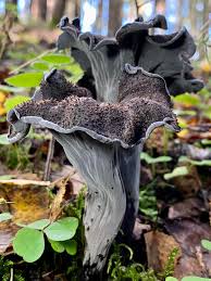 Attēlu rezultāti vaicājumam “Cratarellus cornucopioides”