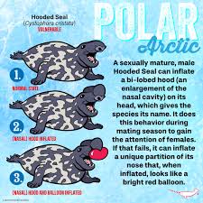 Image result for Cystophora cristata