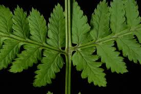 Attēlu rezultāti vaicājumam “Dryopteris carthusiana”