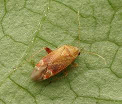 Attēlu rezultāti vaicājumam “Psallus sp.”