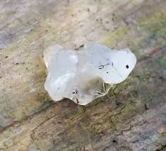 Attēlu rezultāti vaicājumam “Exidia thuretiana”