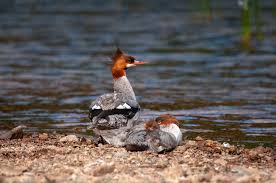 Attēlu rezultāti vaicājumam “Mergus merganser juvenile”