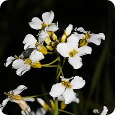 Attēlu rezultāti vaicājumam “Saxifraga granulata flower”
