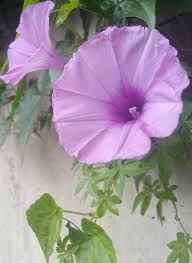 Image result for Ipomoea Lavender