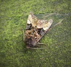 Attēlu rezultāti vaicājumam “Euplexia lucipara”