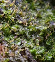 Attēlu rezultāti vaicājumam “Calypogeia azurea macro”