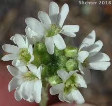 Attēlu rezultāti vaicājumam “Berteroa incana flower”
