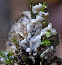 Attēlu rezultāti vaicājumam “Diderma hemisphaericum young”