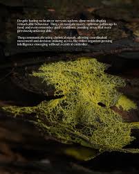 Attēlu rezultāti vaicājumam “Willkommlangea reticulata young”