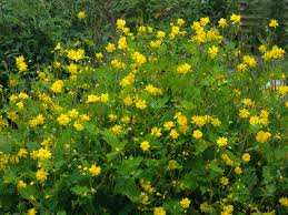 Attēlu rezultāti vaicājumam “Chelidonium majus”