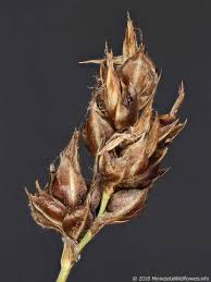 Attēlu rezultāti vaicājumam “Carex chordorrhiza leaf”