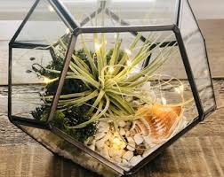 Image result for Heuchera Metallica