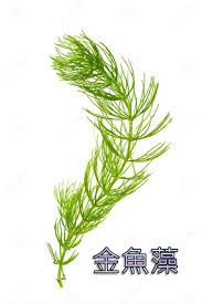 「水蘊草」的圖片搜尋結果