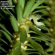 Attēlu rezultāti vaicājumam “Lycopodiaceae”