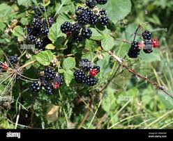 Image result for Rubus sectio