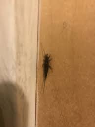 Attēlu rezultāti vaicājumam “Machilidae”