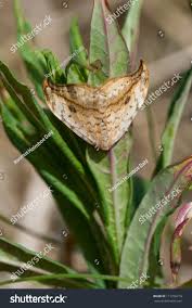 Attēlu rezultāti vaicājumam “Drepana falcataria”