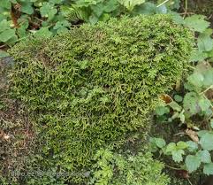 Attēlu rezultāti vaicājumam “Porella cordaeana”