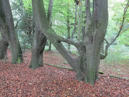 Image result for Barwick-In-Elmet Bowling Club