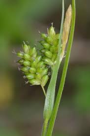 Attēlu rezultāti vaicājumam “Carex pallescens”