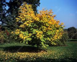 Attēlu rezultāti vaicājumam “Cladrastis kentukea leaf”