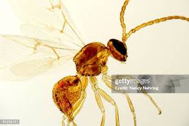 Attēlu rezultāti vaicājumam “Cynipidae”