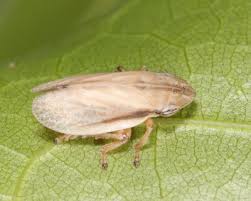 Attēlu rezultāti vaicājumam “Neophilaenus lineatus”