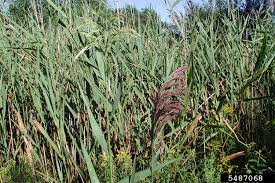 Attēlu rezultāti vaicājumam “Phragmites communis flower”