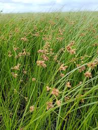 Attēlu rezultāti vaicājumam “Bolboschoenus maritimus”