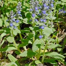 Attēlu rezultāti vaicājumam “Ajuga genevensis leaf”