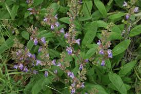Attēlu rezultāti vaicājumam “Salvia officinalis”