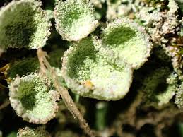 Attēlu rezultāti vaicājumam “Cladonia pyxidata”
