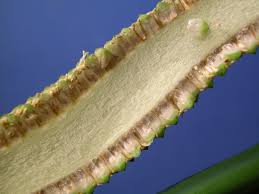 Attēlu rezultāti vaicājumam “Acoraceae”