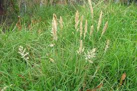 Attēlu rezultāti vaicājumam “Holcus lanatus”