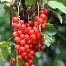 Bildergebnis für rote johannisbeeren