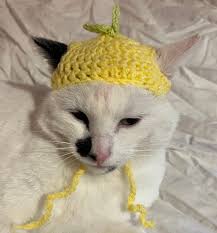 Image result for limecat