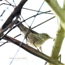 Attēlu rezultāti vaicājumam “Phylloscopus trochiloides adult”
